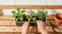 Gardener Transforms Plastic Containers Into A Creative Hanging Planter