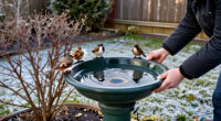 Trade In Traditional Birdbaths: This Budget-Friendly Option Keeps Birds Warm
