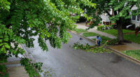 Why Wind Is More Dangerous When The Leaves Are Still On Trees